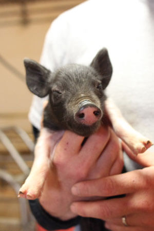 Holding Pig