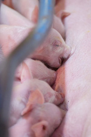 Nursing Pigs